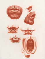 Anatomical Study, Features, Mouth